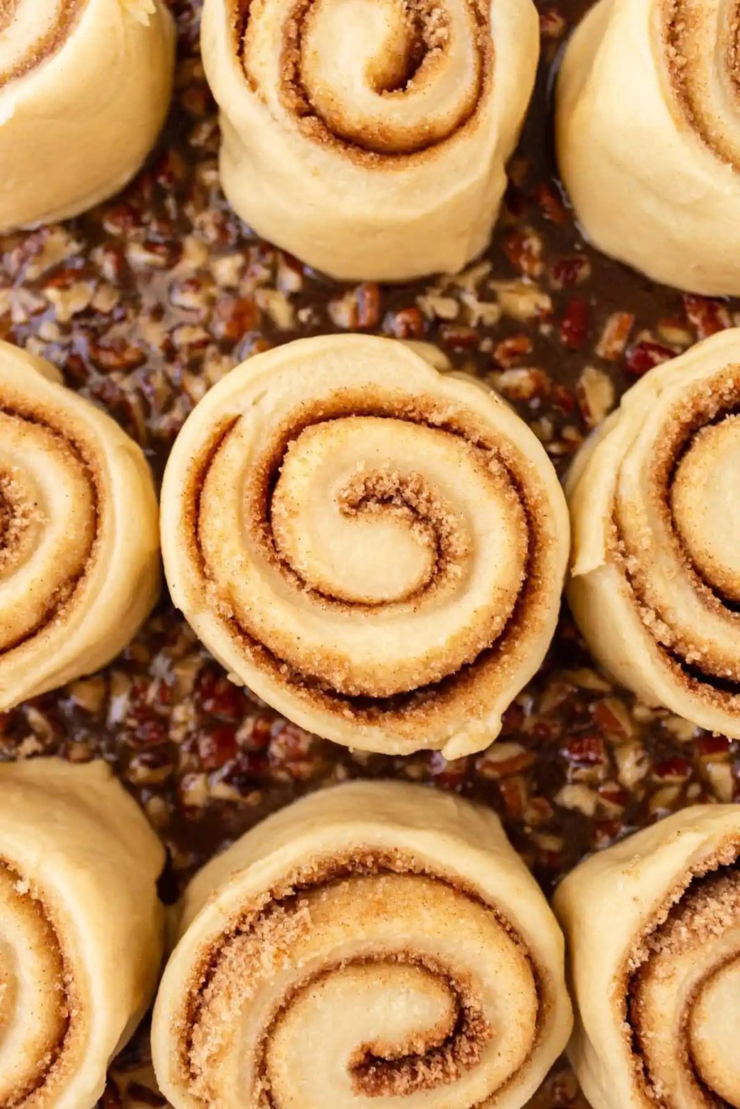 Sticky buns rising in a pan with caramel pecan sauce