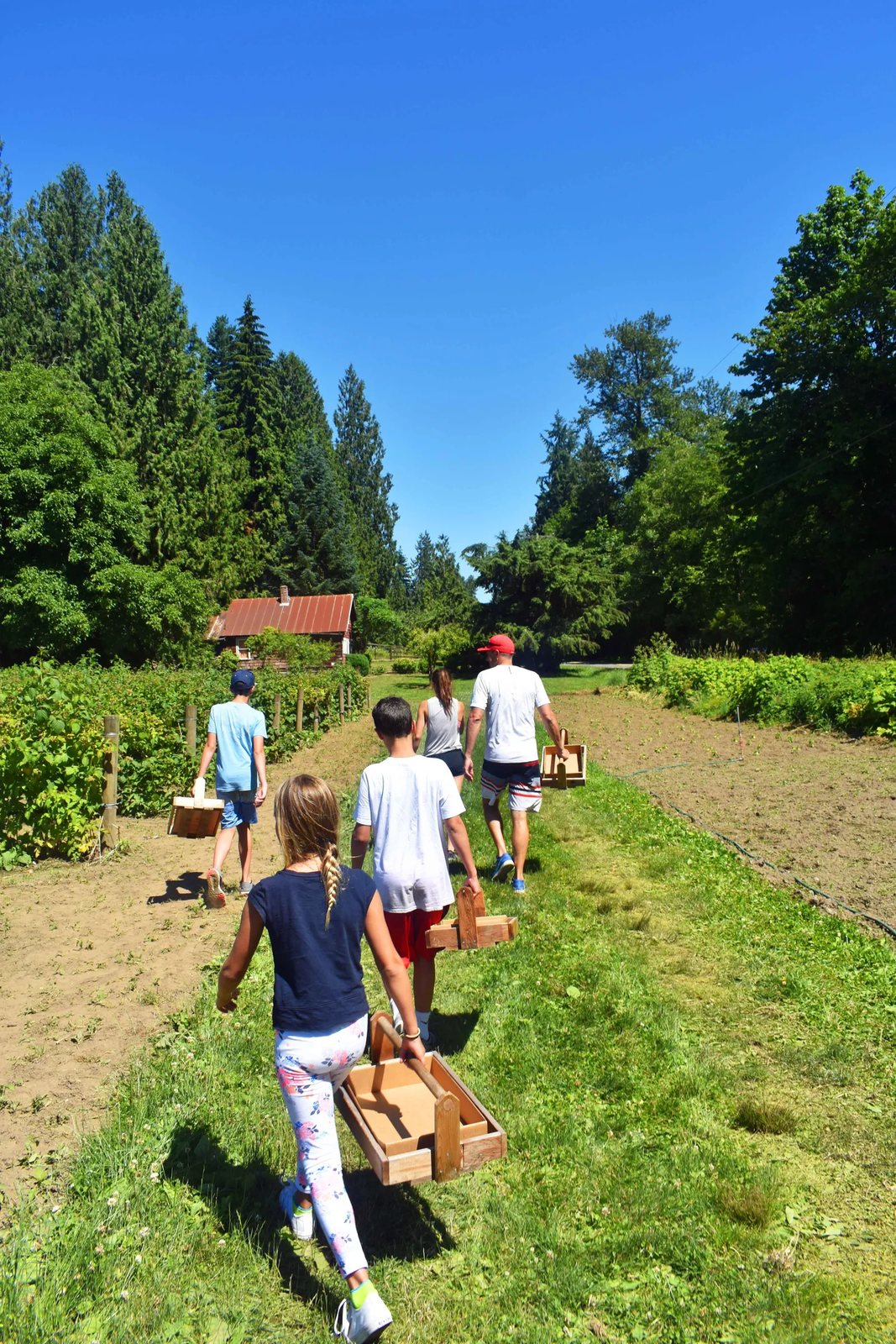 Berry Picking at Remlinger Farm in Carnation, Washington. Making fresh strawberry lemonade with the freshly picked berries. www.modernhoney.com