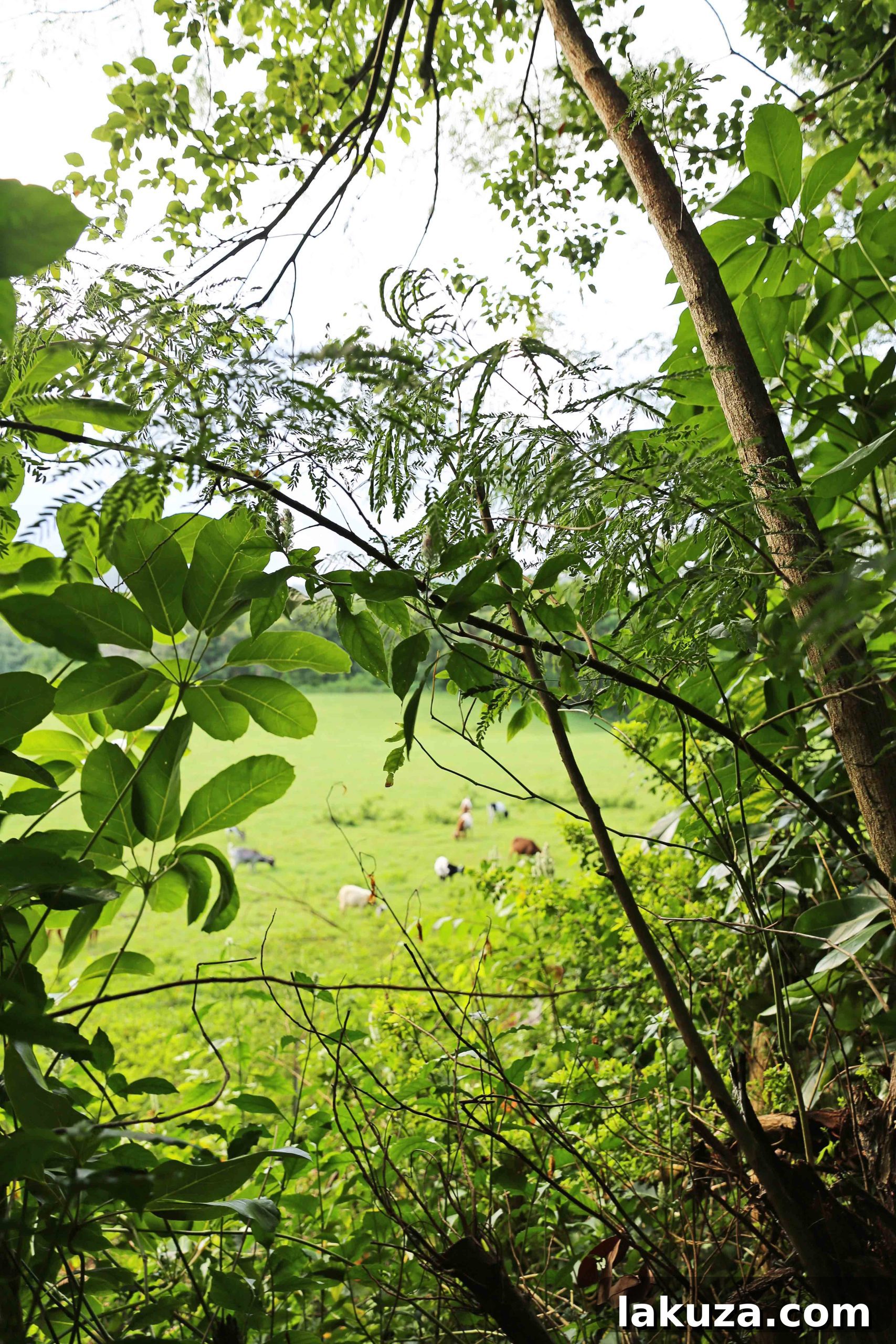 Kauai's Top Adventures and Culinary Delights 28 Hiking Trails in Kauai Hawaii