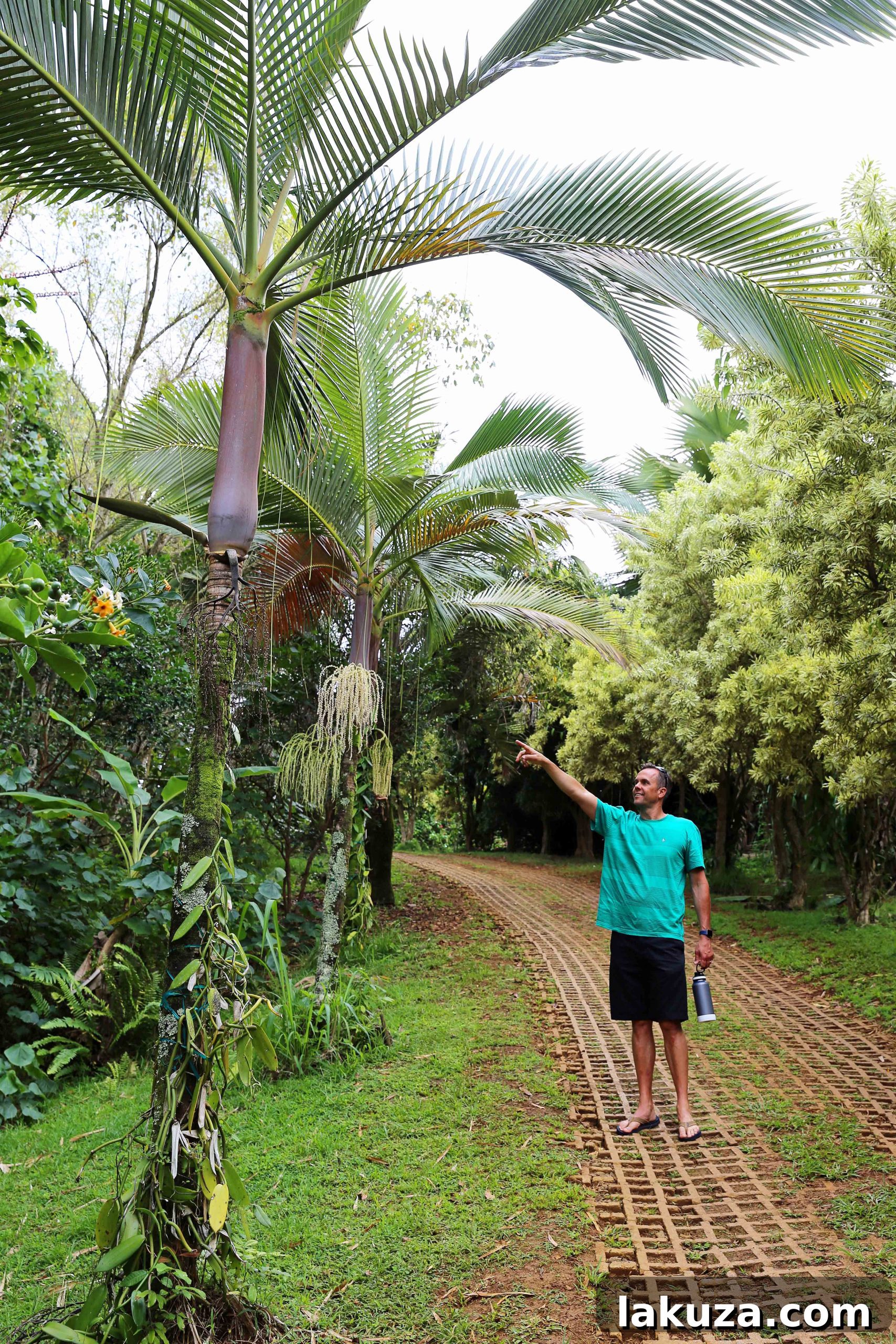 Kauai's Top Adventures and Culinary Delights 30 Lydgate Farms Trees Chocolate Tour Kauai Hawaii