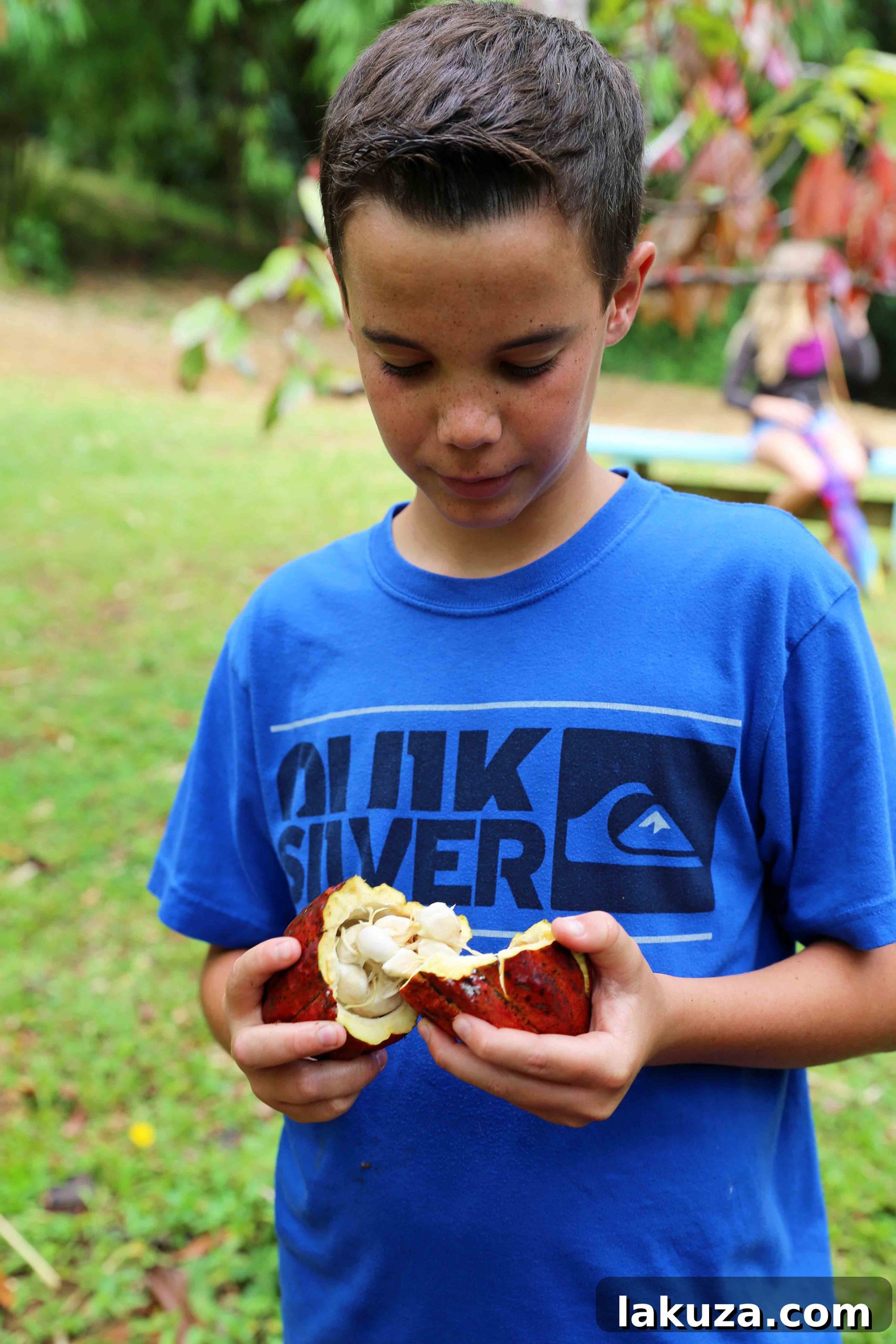 Kauai's Top Adventures and Culinary Delights 33 Real Cacao Bean Pod at Lydate Farms in Kauai Hawaii