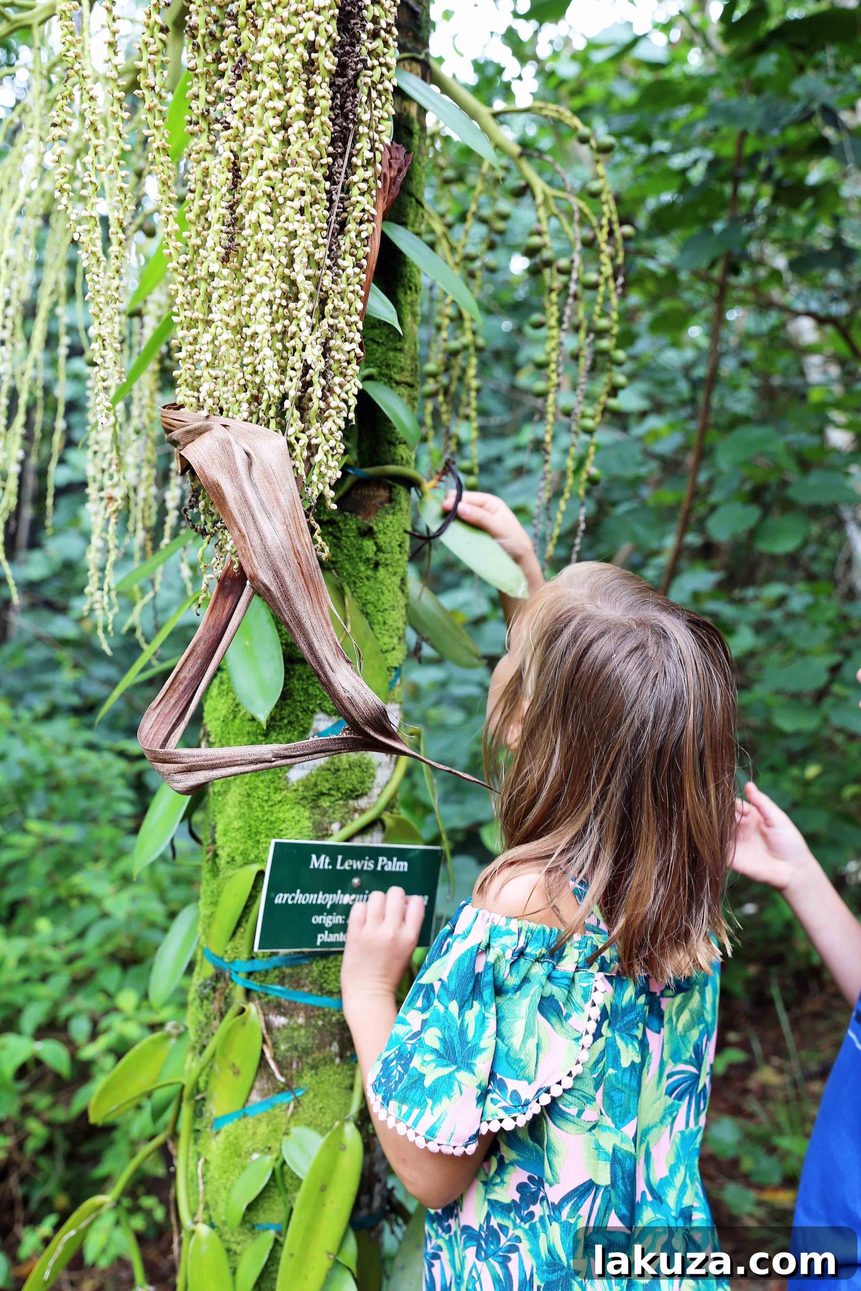 Kauai's Top Adventures and Culinary Delights 35 Lydgate Farms Chocolate Tour Vanilla Bean Pods