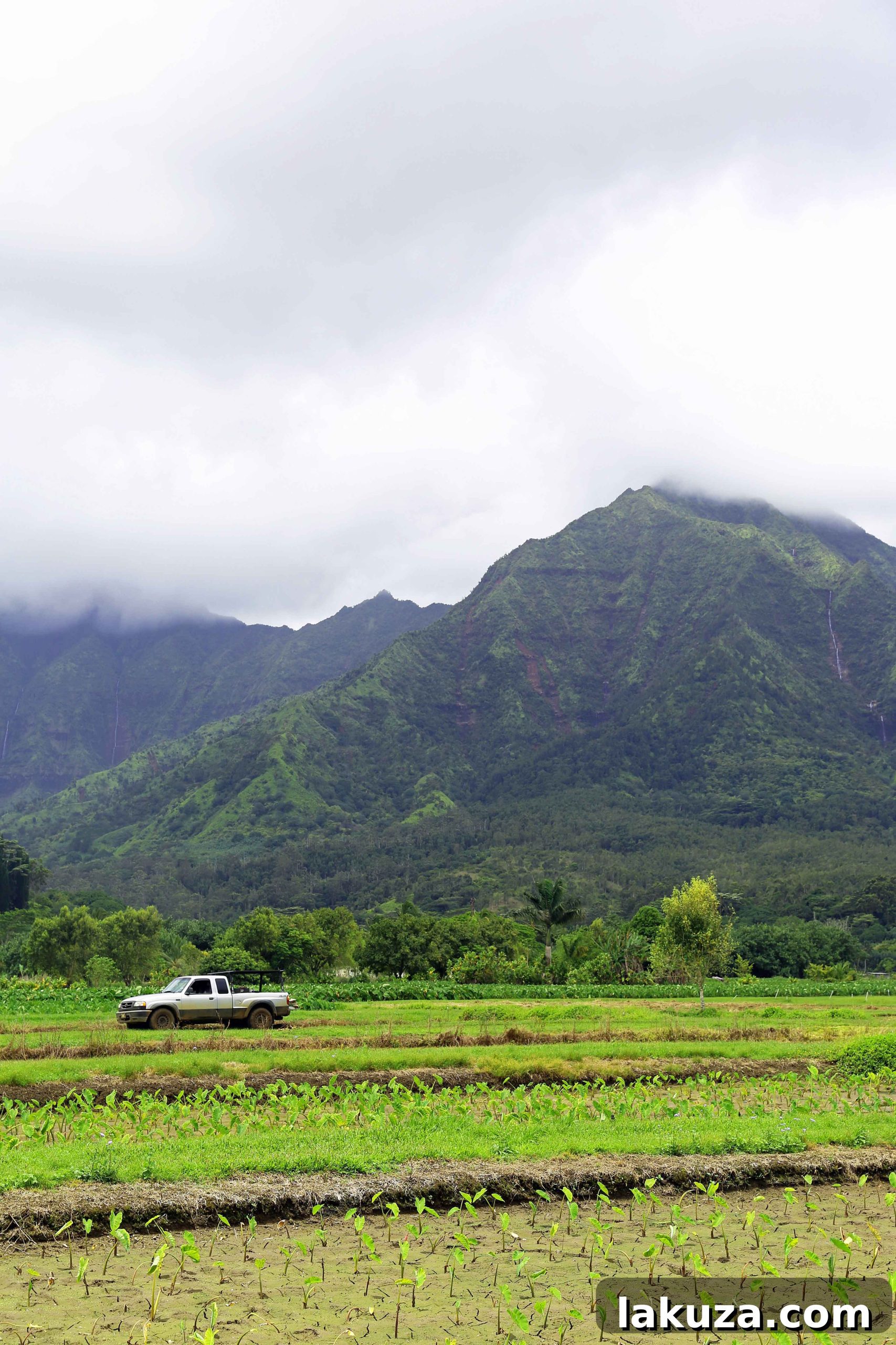 Kauai's Top Adventures and Culinary Delights 38 Fields and Mountains in Kauai Hawaii