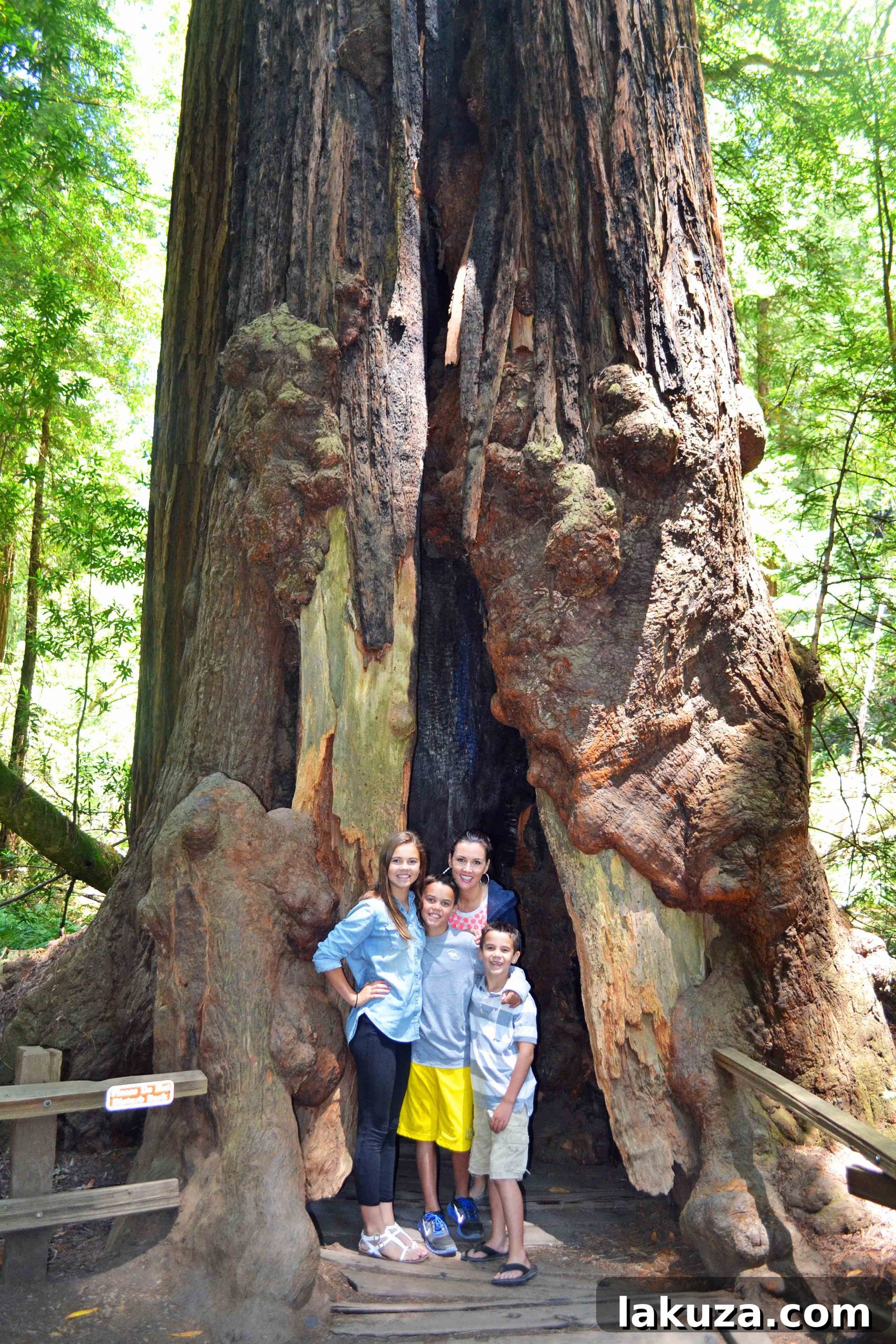 Ultimate California Pacific Coast Highway 1 Road Trip 39 Muir Woods California Pacific Highway 1 Road Trip Guide