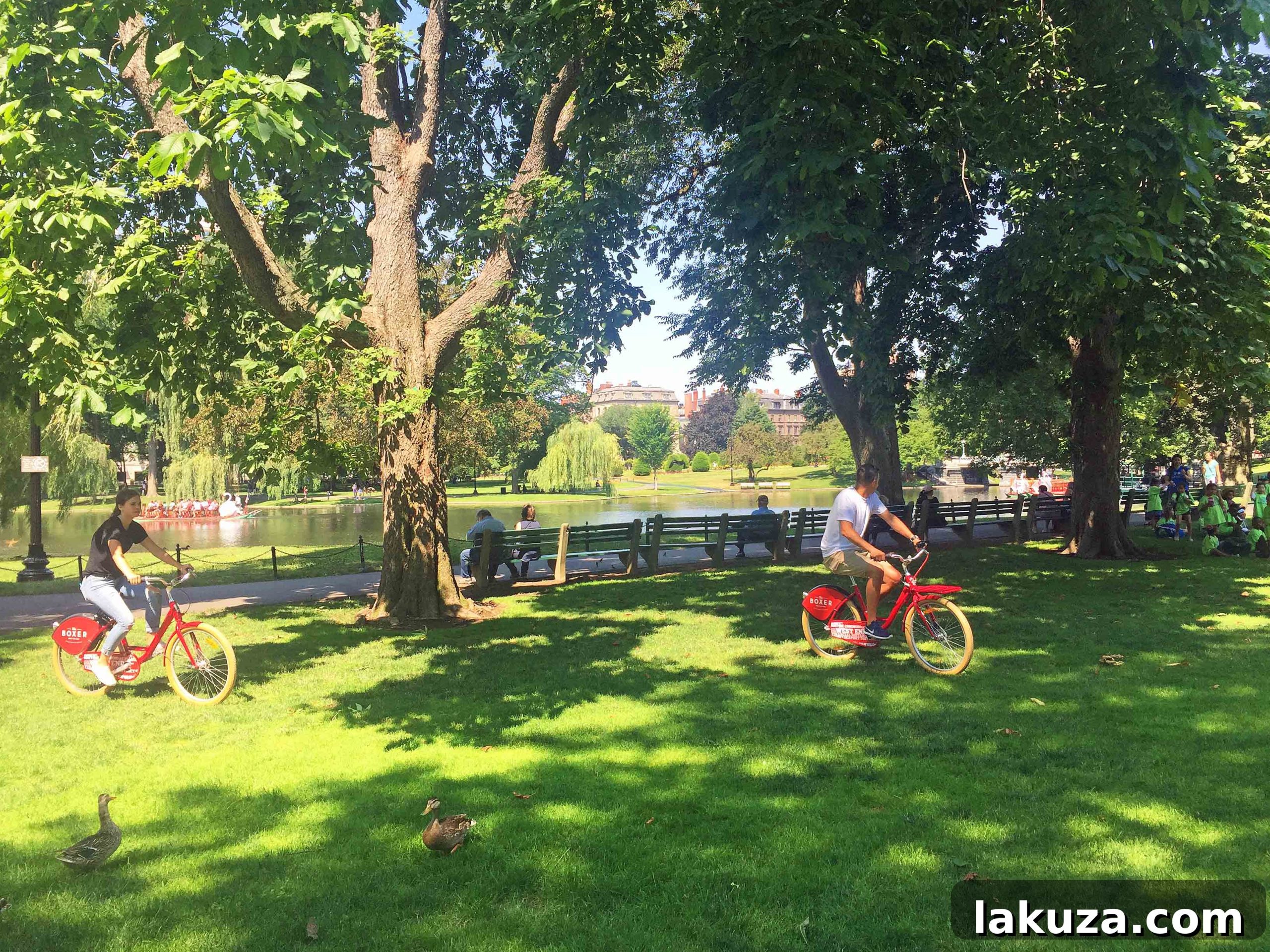 Explore Boston's Flavors and Unforgettable Sights 8 Serene Swan Boats on the lake in Boston Public Garden