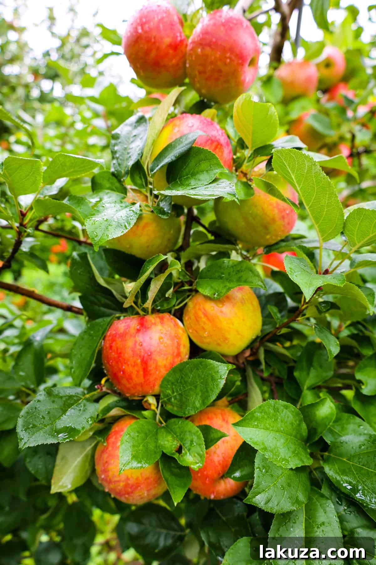 Apples on tree