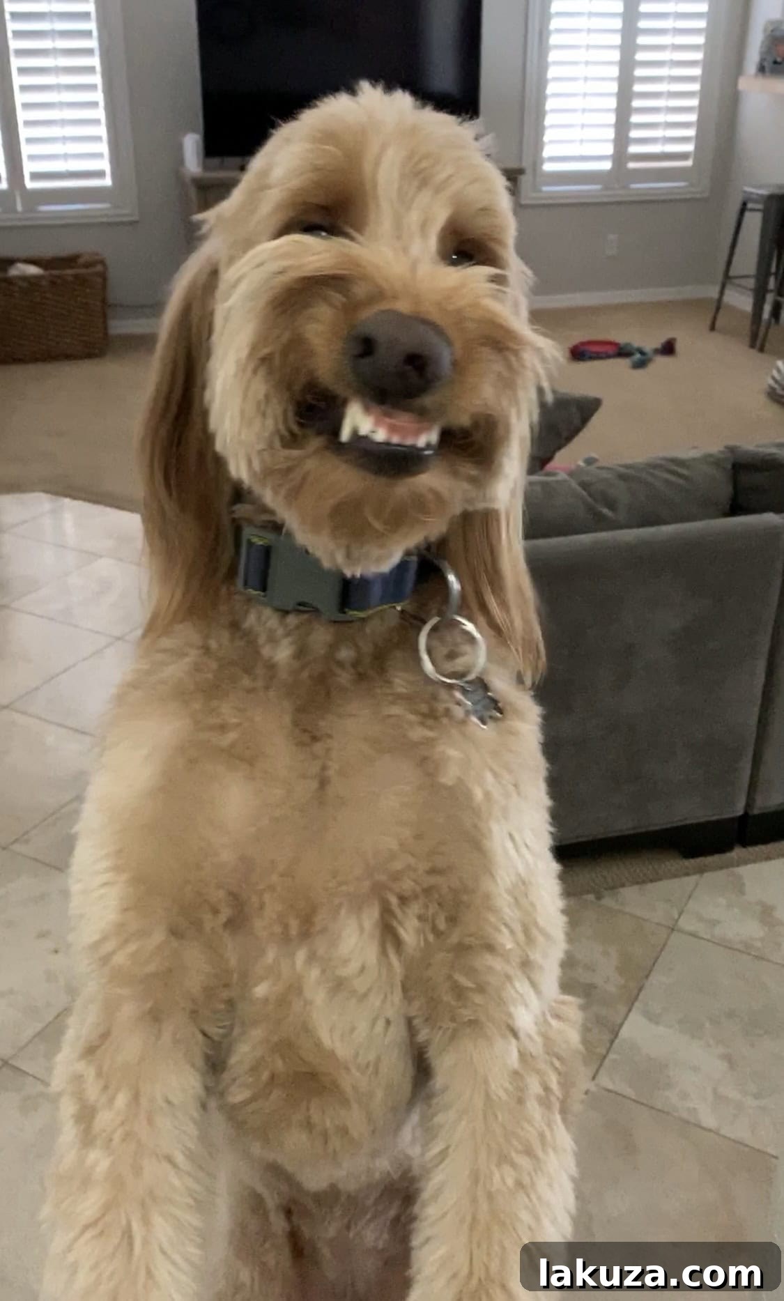 Bentley, Melissa's large dog, displaying his hilarious and awkward smile.