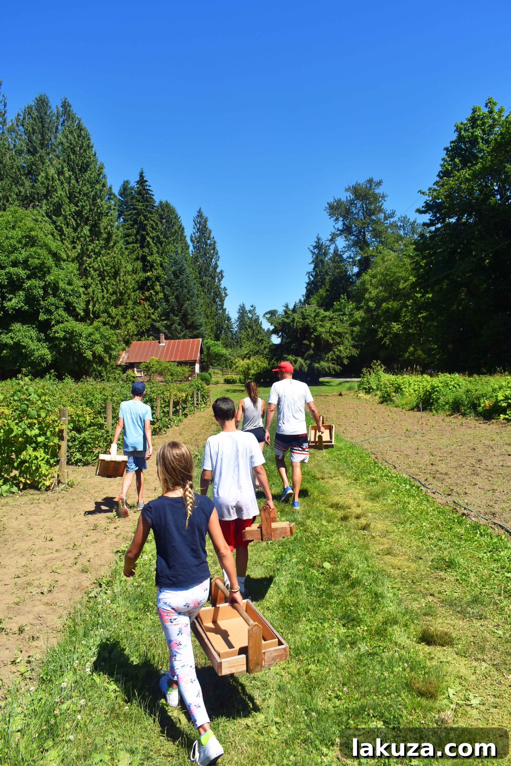 Kids happily picking berries at Remlinger Farms, Carnation, Washington. A delightful experience near Seattle.