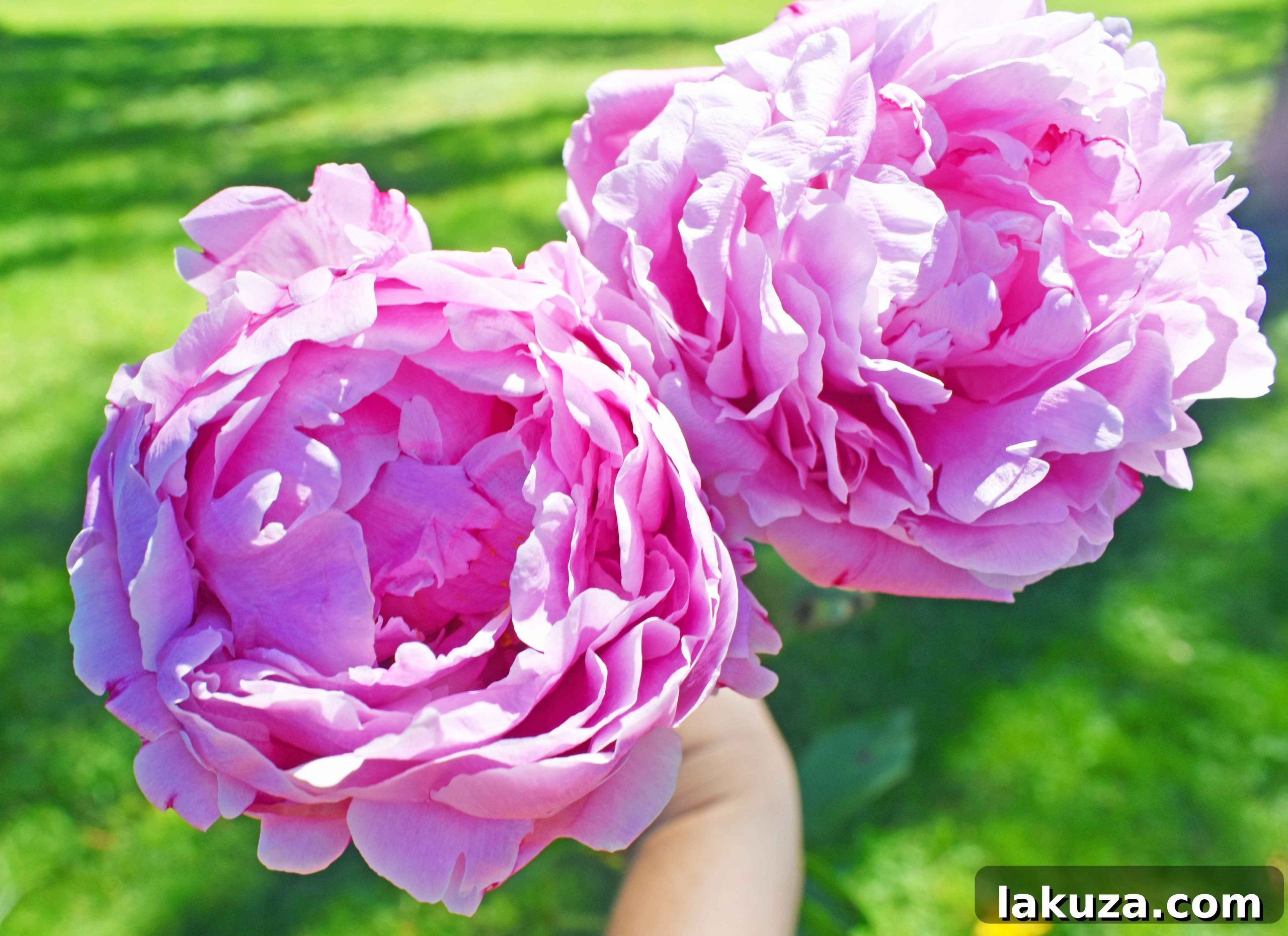 Pink peonies from a farmer's market in Seattle. Explore fresh local produce and artisan foods at the best markets.