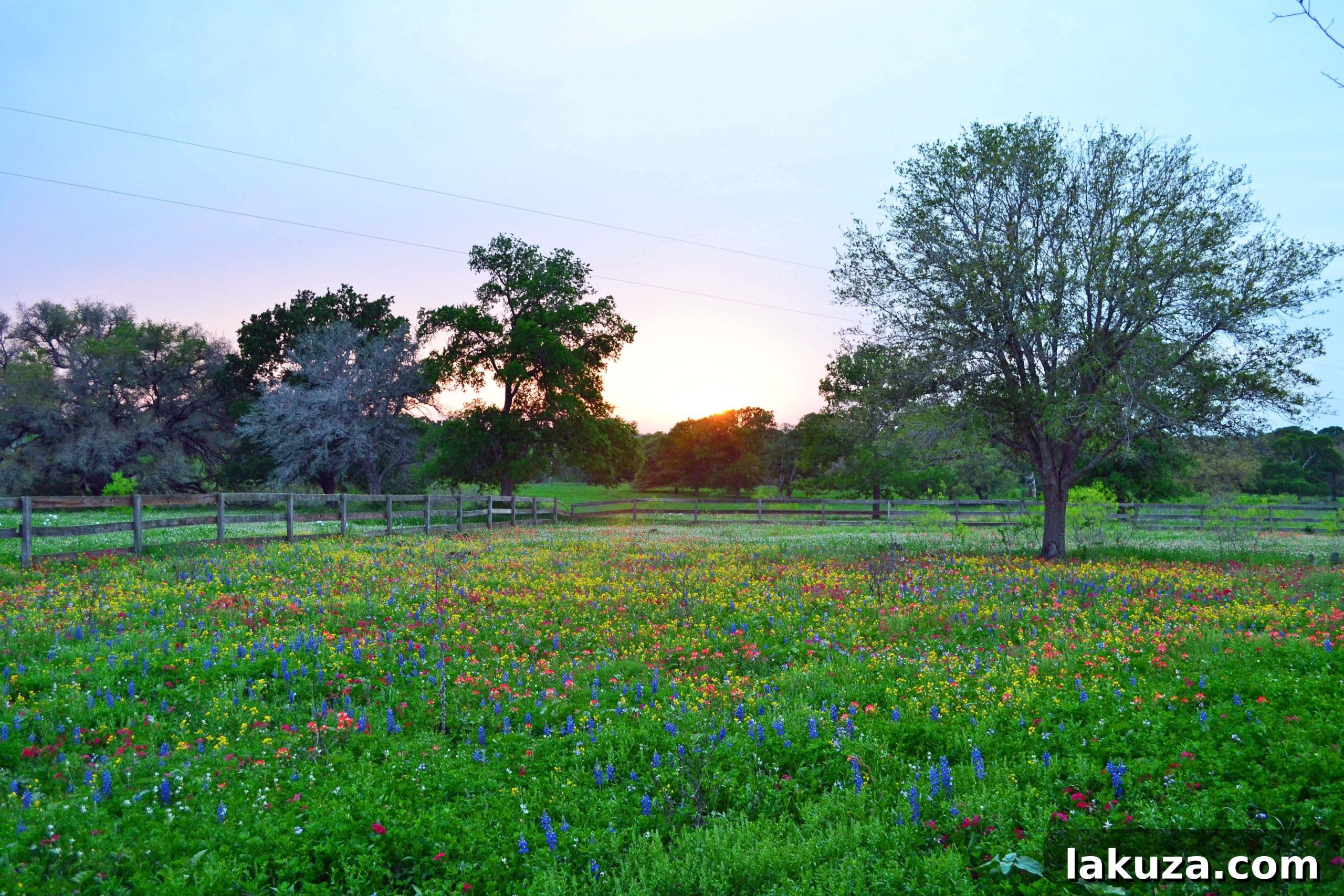 Rolling hills covered in Texas wildflowers, a perfect picnic setting
